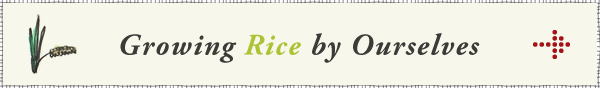 Growing Rice by Ourselves