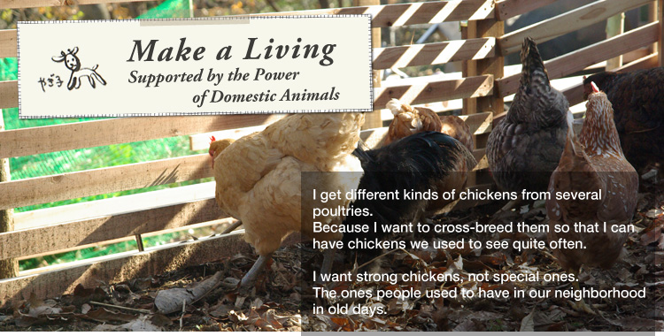 Make a Living Supported by the Power of Domestic Animals:  

I get different kinds of chickens from several poultries.
Because I want to cross-breed them so that I can have chickens we used to see quite often. 

I want strong chickens, not special ones.
The ones people used to have in our neighborhood in old days.