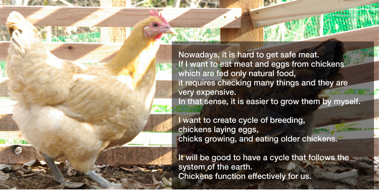 Nowadays, it is hard to get safe meat.
If I want to eat meat and eggs from chickens which are fed only natural food,
it requires checking many things and they are very expensive.
In that sense, it is easier to grow them by myself. 

I want to create cycle of breeding, chickens laying eggs, 
chicks growing, and eating older chickens. 

It will be good to have a cycle that follows the system of the earth.
Chickens function effectively for us.