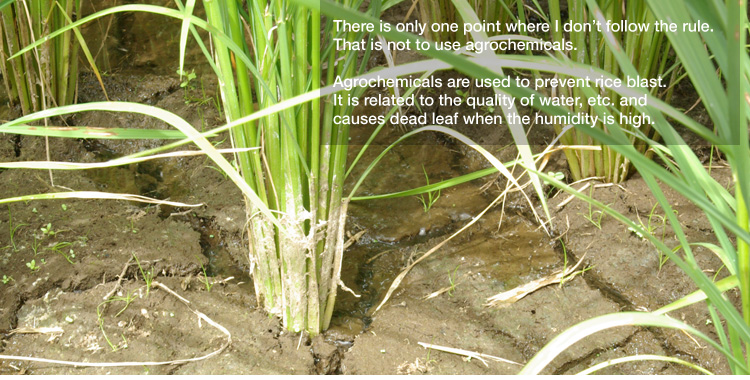 There is only one point where I don’t follow the rule.
That is not to use agrochemicals. 

Agrochemicals are used to prevent rice blast. 
It is related to the quality of water, etc. and causes dead leaf when the humidity is high.