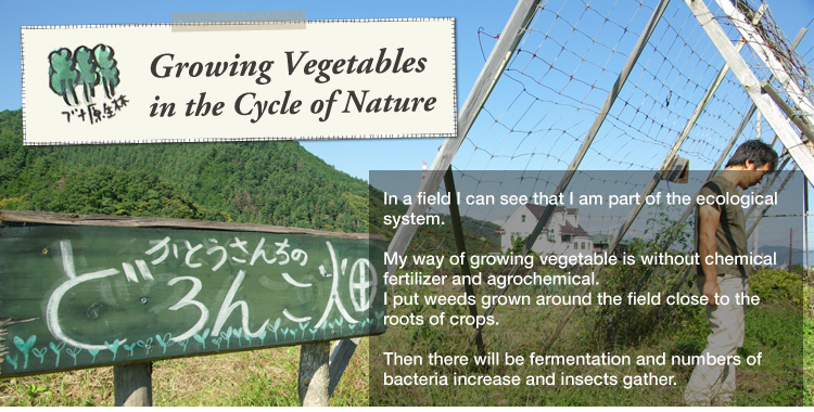 Growing Vegetables in the Cycle of Nature:  
 

In a field I can see that I am part of the ecological system. 

My way of growing vegetable is without chemical fertilizer and agrochemical.
I put weeds grown around the field close to the roots of crops. 

Then there will be fermentation and numbers of bacteria increase and insects gather.